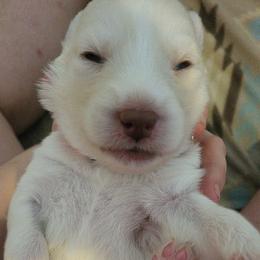 Orange - White male Siberian Husky puppy in Swansea, Illinois from Husky B's