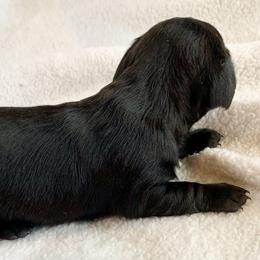 Girl 1 - Black female Dachshund puppy in Pryor, Oklahoma from MJ Lil’ Cherokee Paws