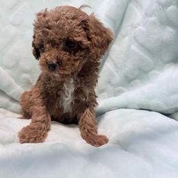 Blue - Apricot male Poodle puppy in Maryland from CashEuro Poodles