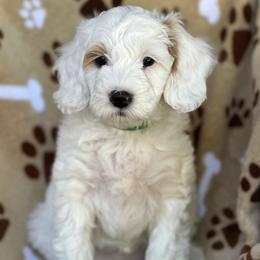 Powder - Parti female Goldendoodle puppy in Florence, South Carolina from Candy Doodles