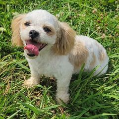 Lilly - Shichon