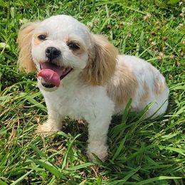 Lilly - Shichon