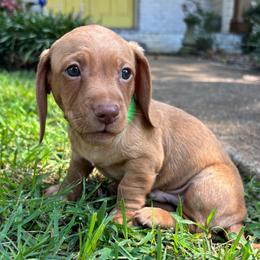 Bryce - Red male Dachshund puppy in Huntsville, Alabama from Bryant’s Miniature Dachshunds