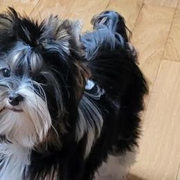 Yorkshire Terriers from Jo Smallwood