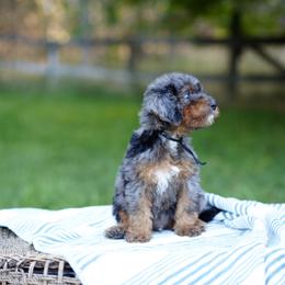 Black collar - Blue merle male Bernedoodle puppy in Spokane, Washington from Doodle Love