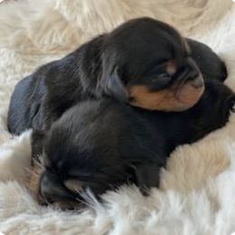 Captain fantastic - Black and tan male Cavalier King Charles Spaniel puppy in Saint Augustine, Florida from STARGAZER CAVALIERS