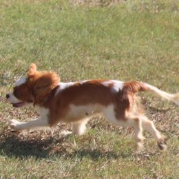 Snickers - Blenheim male Cavalier King Charles Spaniel puppy in Leonard, Texas from Rising Star Kennels