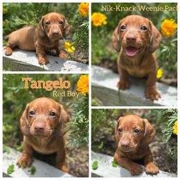 Tangelo - Red male Dachshund puppy in Florida from Niki Humphries' Dachshunds