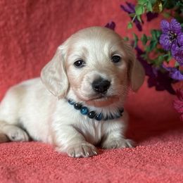 Freedom - Cream male Dachshund puppy in Lincoln, Arkansas from Red Dirt Dachshunds