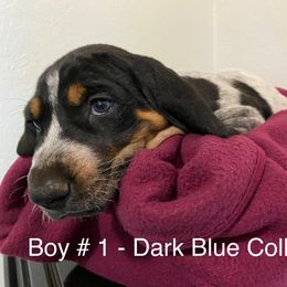 Boy 1 - Blue ticked and tan Bluetick Coonhound puppy in Oroville, California from Sinha Bluetick Coonhounds