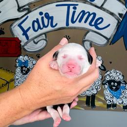 Corn Dog - Black and white male Sheepadoodle puppy in Adams, Nebraska from Boxcar Doodles and Poodles