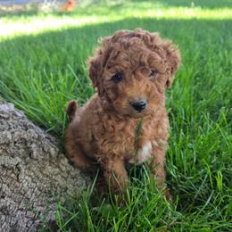 Sunny - Red male Aussiedoodle puppy in Blackfoot, Idaho from Draper Mountain Doodles