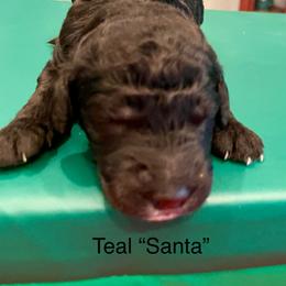 Santa - Black male Goldendoodle puppy in St Johns, Florida from Nini's Poodles and Doodles of St. Johns Co.