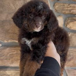 Leo - Phantom male Poodle puppy in Lathrop, California from Stellar Poodles