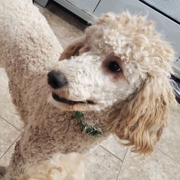 Paris - Poodle