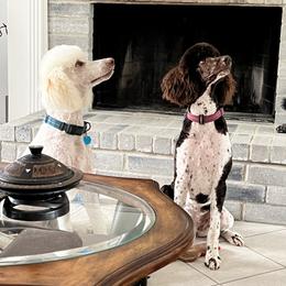 Labradoodle, Labrador Retriever, and Poodle All Grown Up from LLL Dog Ranch