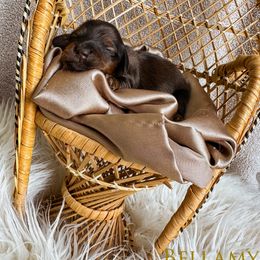 Dachshund Puppies from Itty Bitty Dachshunds