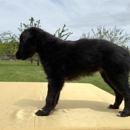 Silken Windhound Puppies from Luminous Silken Windhounds