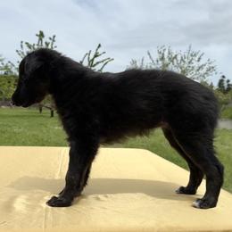 Silken Windhound Puppies from Luminous Silken Windhounds