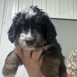 Purple - Tri-color male Bernedoodle puppy in Petersburg, Michigan from Brittany’s Mini Bernedoodles
