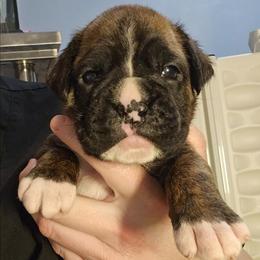 Ovie - Brindle female Boxer puppy in East Moline, Illinois from WildRiver Boxers