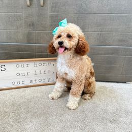 Miss Dolly - Goldendoodle