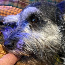 Little Miss - Miniature Schnauzer