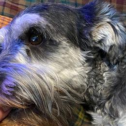 Little Miss - Miniature Schnauzer