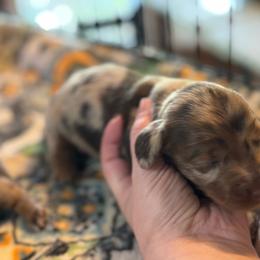 Kennedy - Dapple female Dachshund puppy in Staley, North Carolina from Langley Farms Dachshunds