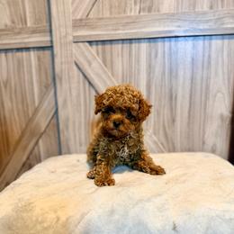 Tweed - Red  male Poodle puppy in Bells, Texas from Partridge Doodles and Poodles