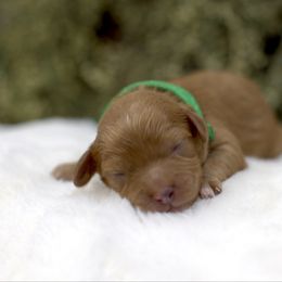 Cashmere - Red male Cavapoo puppy in Queen Creek, Arizona from Dulcito Doodles