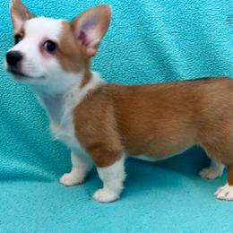 Daisy - Red female Pembroke Welsh Corgi puppy in Rosharon, Texas from Hallin’ Corgis