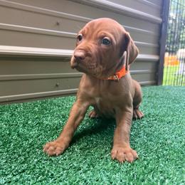 Orange - Golden rust male Vizsla puppy in Dugspur, Virginia from Pilgrims Trails Shorthairs