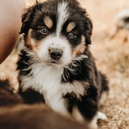 Australian Shepherd Puppies from Russell Ranch Aussies