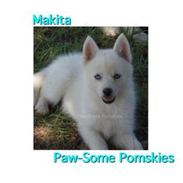 Makita - White female Pomsky puppy in Krum, Texas from Paw-Some Pomskies