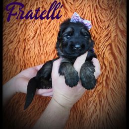 Mama Fratelli - Black and tan female German Shepherd puppy in Fort Jennings, Ohio from Von Holtzapple German shepherds