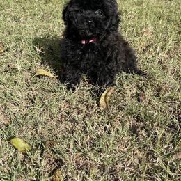 Kami girl 2 - Black female Shihpoo puppy in Bay City, Texas from Billy's Puppies
