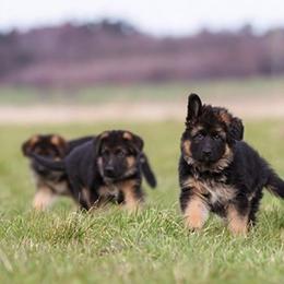 German Shepherds from Grand Lux German Shepherds