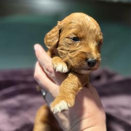 Kiara - Red  female Goldendoodle puppy in Jacksonville, Florida from Dandelion Doodles