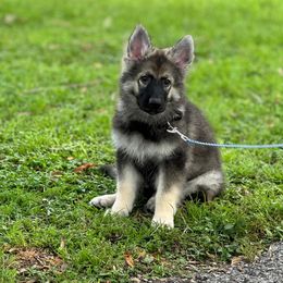 Girl 3 - Shiloh Shepherd puppy from Look Up Shilohs