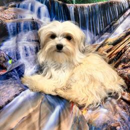 Daisy - Maltipoo