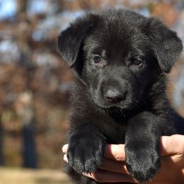 Black Female (Blue) - German Shepherd puppy in Oxford, Arkansas from Atlas Shepherds