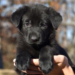 Black Female (Blue) - German Shepherd puppy in Oxford, Arkansas from Atlas Shepherds