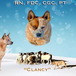 Clancy - Australian Cattle Dog