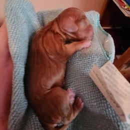 Max - Ruby male Cavalier King Charles Spaniel puppy in Waterloo, Iowa from Muddy Paws Cavaliers