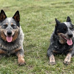 Australian Cattle Dogs from Grog Creek Kennel