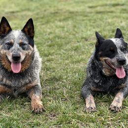 Australian Cattle Dogs from Grog Creek Kennel