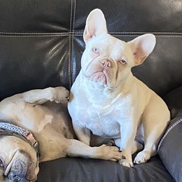 Ivory - French Bulldog