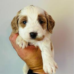Theo - Parti male Goldendoodle puppy in Auburn, Indiana from Martin’s Doodles