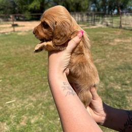 Timmy - Red male Dachshund puppy in West Cleo, Oklahoma from 4L Doxies